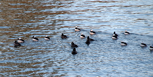 [18 Buffleheads swimming together in a broad vee formation.]